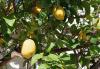  Zitronenbaum auf der Terrasse 